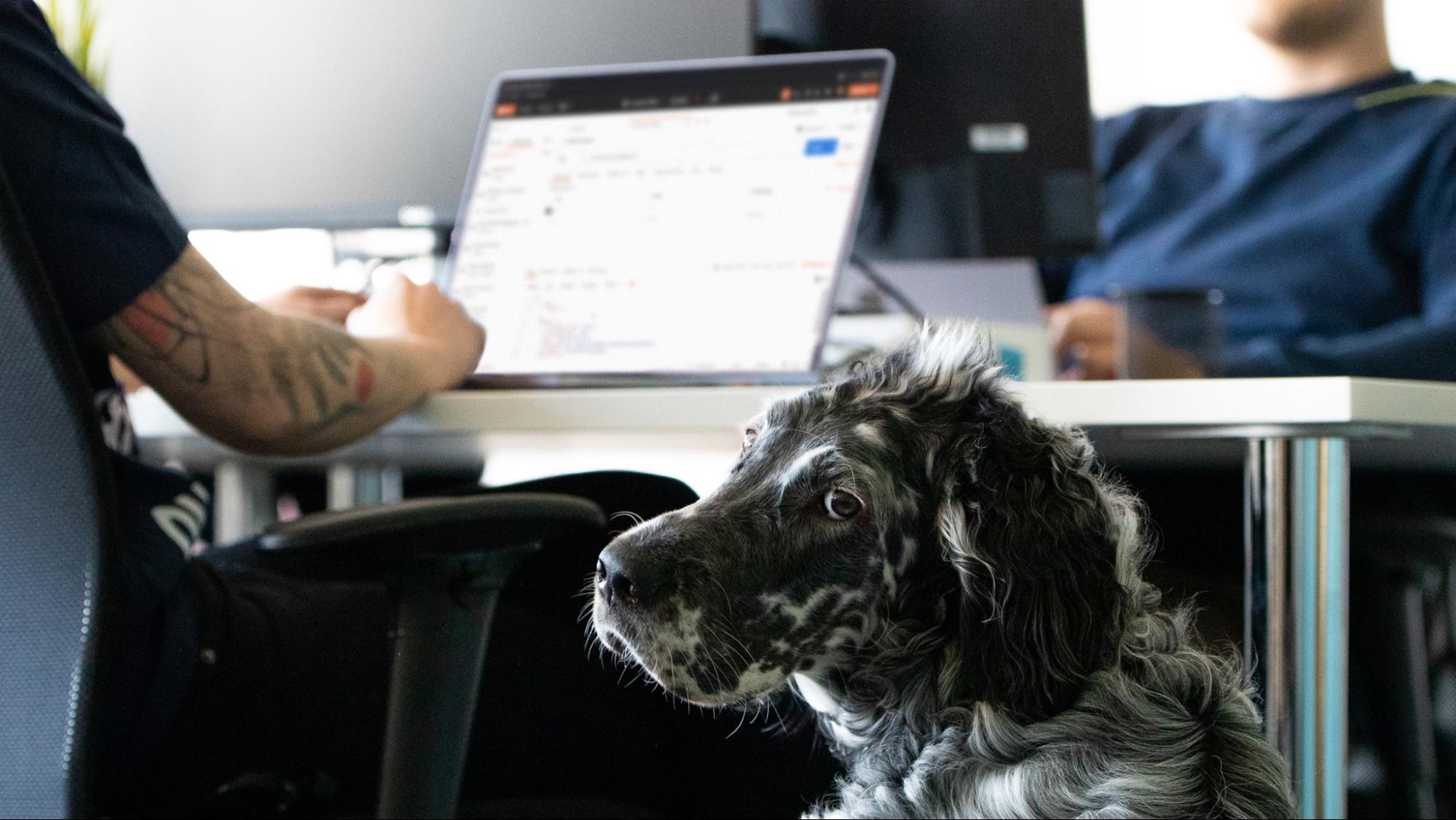 Dog pictured in office