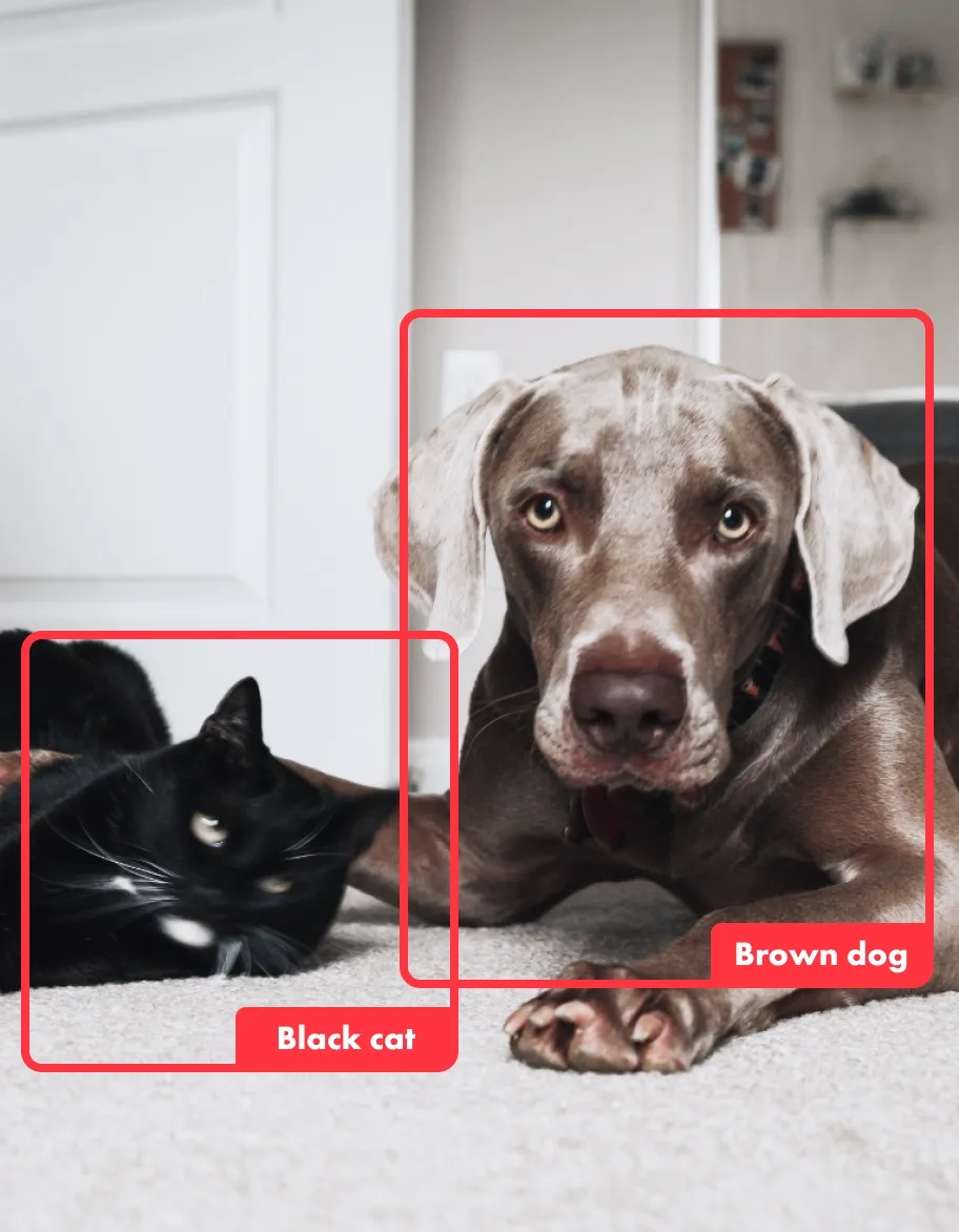 Photo of a cat and dog with AI object detection bounding boxes and labels
