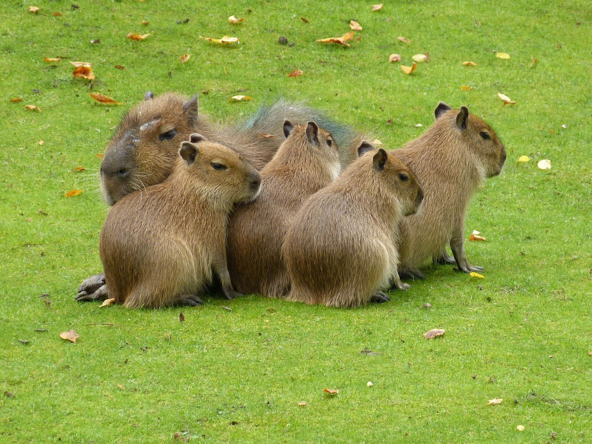 How to Add Browser Logs to Your Capybara Cucumber UI Test Report