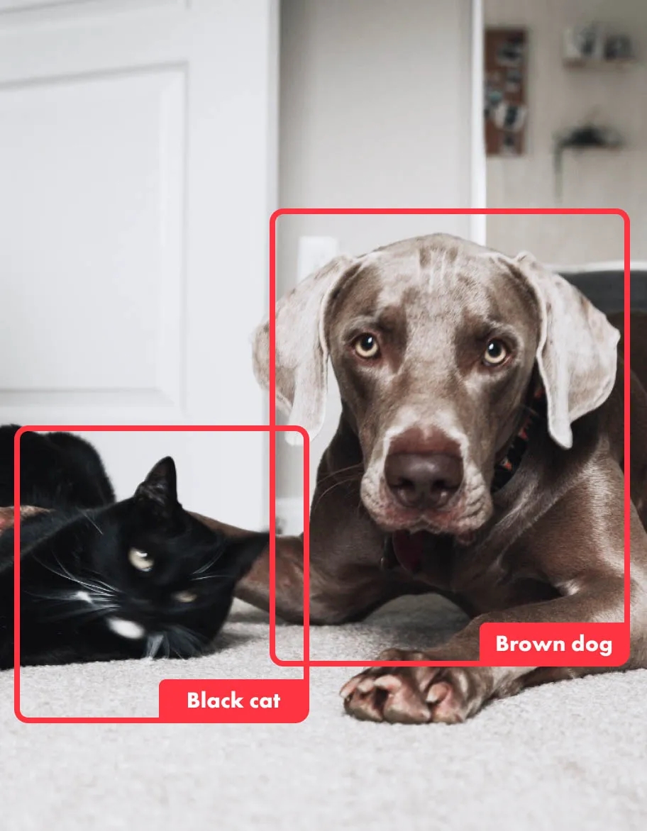 Black cat and brown dog detected by AI algorithm with a red square overlay on top of it.